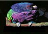 Фото Императорский амазон (Amazona imperialis) ручные птенцы из питомника