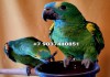 Фото Попугай синелобый амазон (Amazona aestiva aestiva) ручные птенцы из питомника.